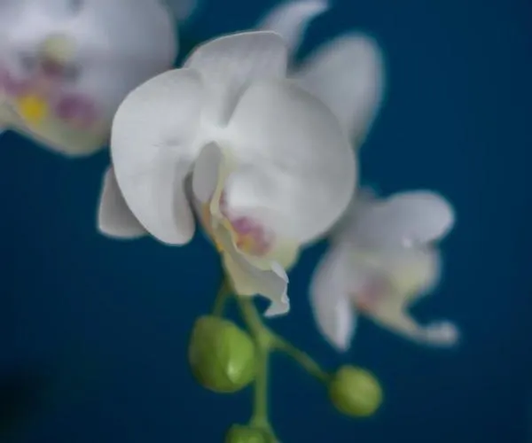 Friendly - Einzelappartement 